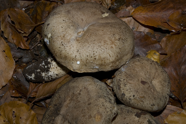 Fungo da determinare 3 (Lactarius????)